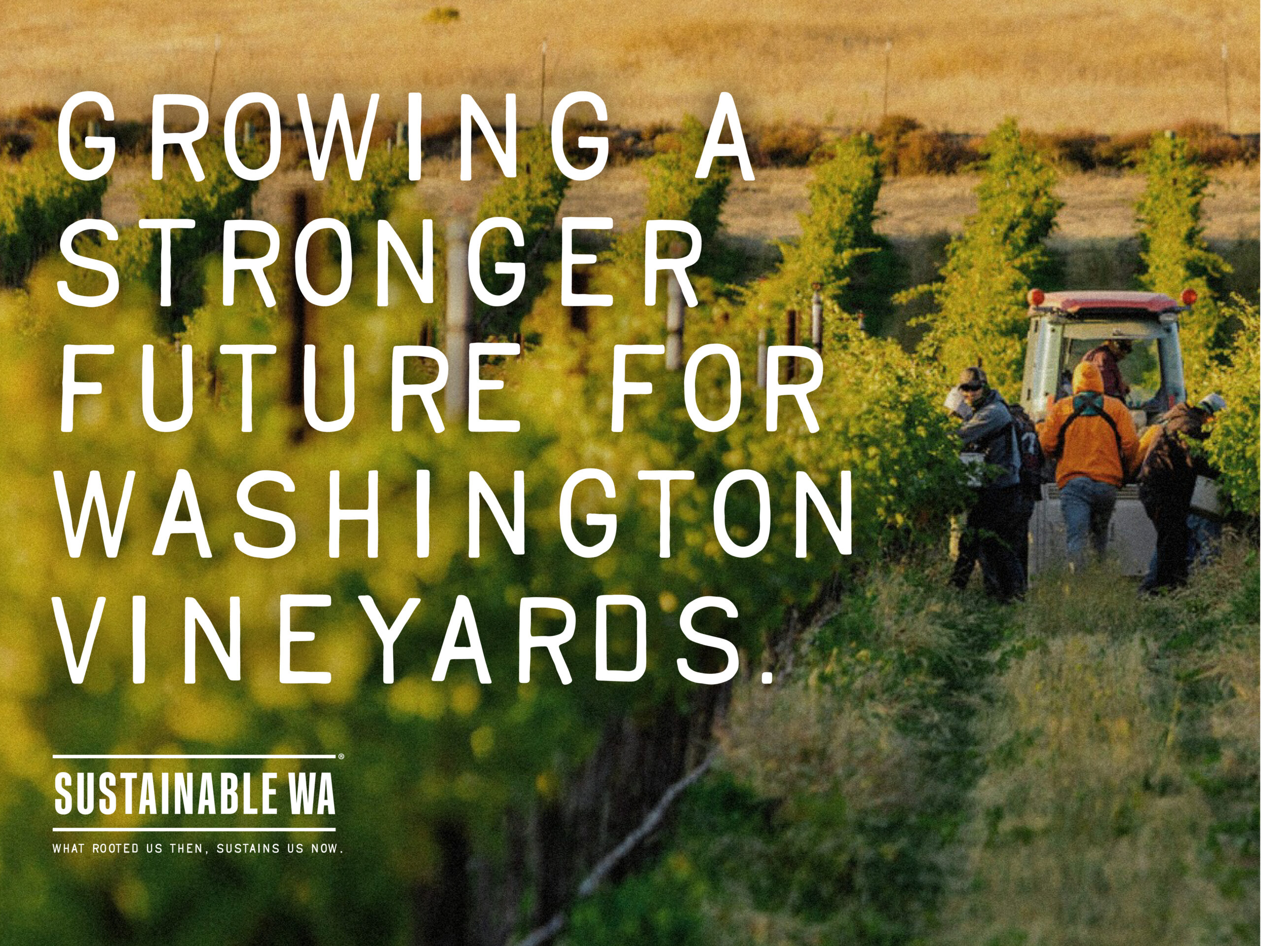 Growing a strong future for Washington Vineyards. Image of vineyard with workers.